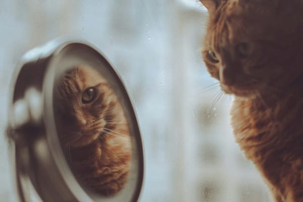Identity Ontology